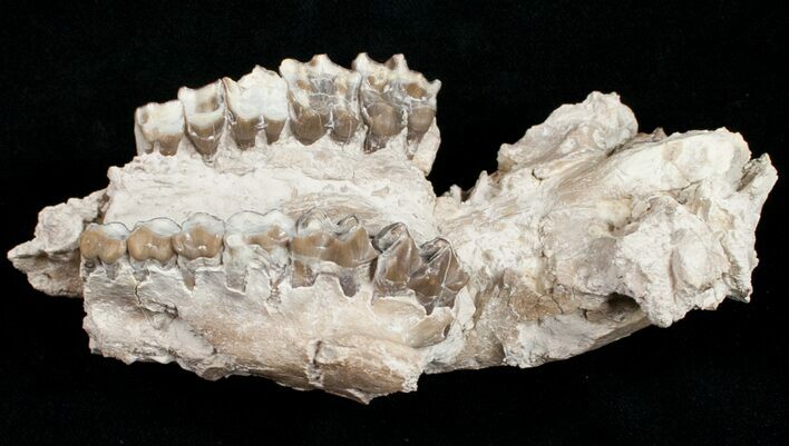 Partial Oreodont (Merycoidodon) Skull - Nebraska #10749